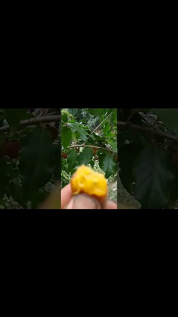 dovialis doce produzindo em vaso resistente a pragas e produz o ano todo