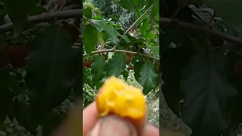 dovialis doce produzindo em vaso resistente a pragas e produz o ano todo
