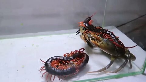 Cua bố Cua Con Rết chúa - Daddy crab Baby crab Centypede-19