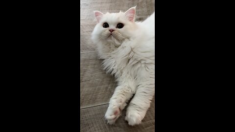 Wait for Adorable Cat to say Hi