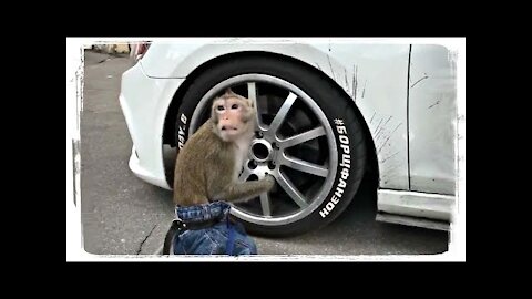 FUNNY MONKEYS, FUN WITH ANIMALS