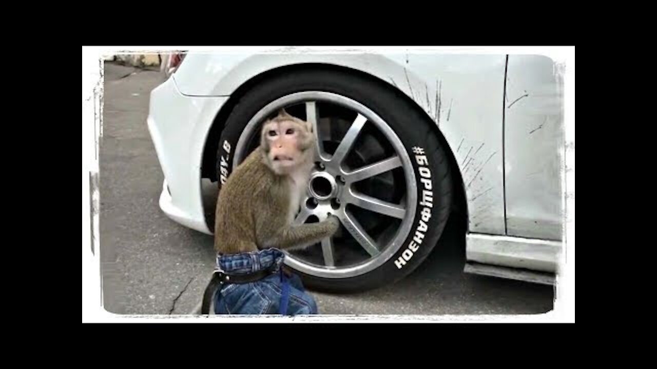 FUNNY MONKEYS, FUN WITH ANIMALS