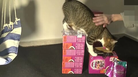 Cat Helps Me Open the Boxes