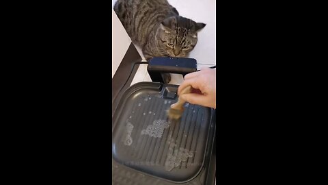 Funny Animal Videos