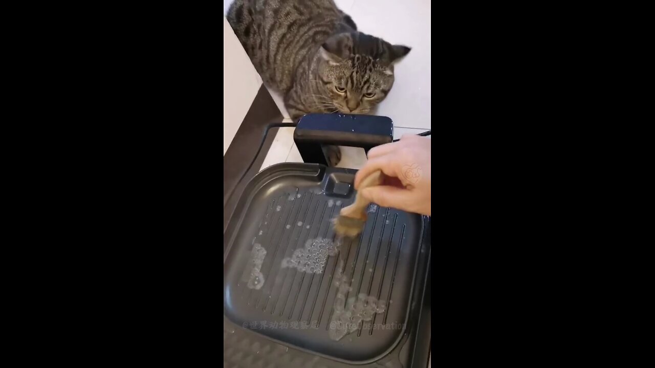 Funny Animal Videos