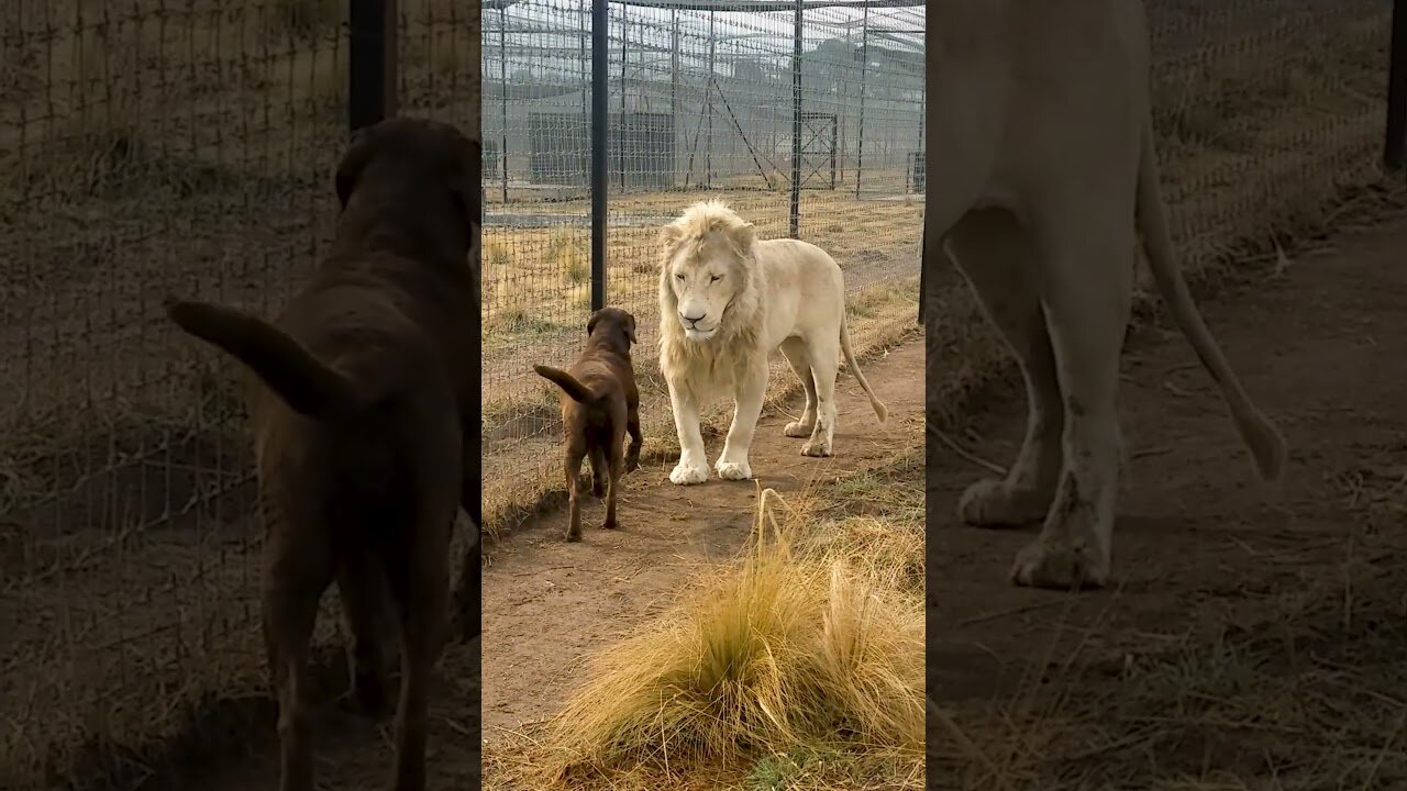 Cute Lion Gives Smooches to Puppy's Paw! 🦁💕