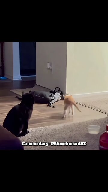 Kitty was looking for trouble and found it