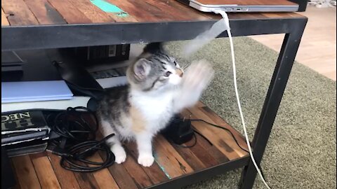 Cute baby cat playing with wire