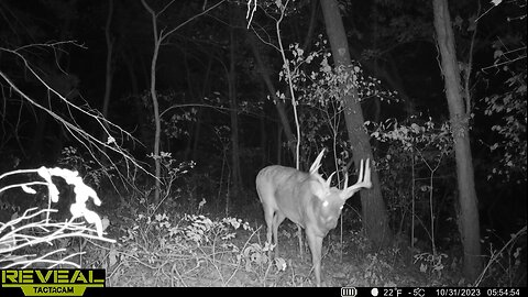 Kansas buck