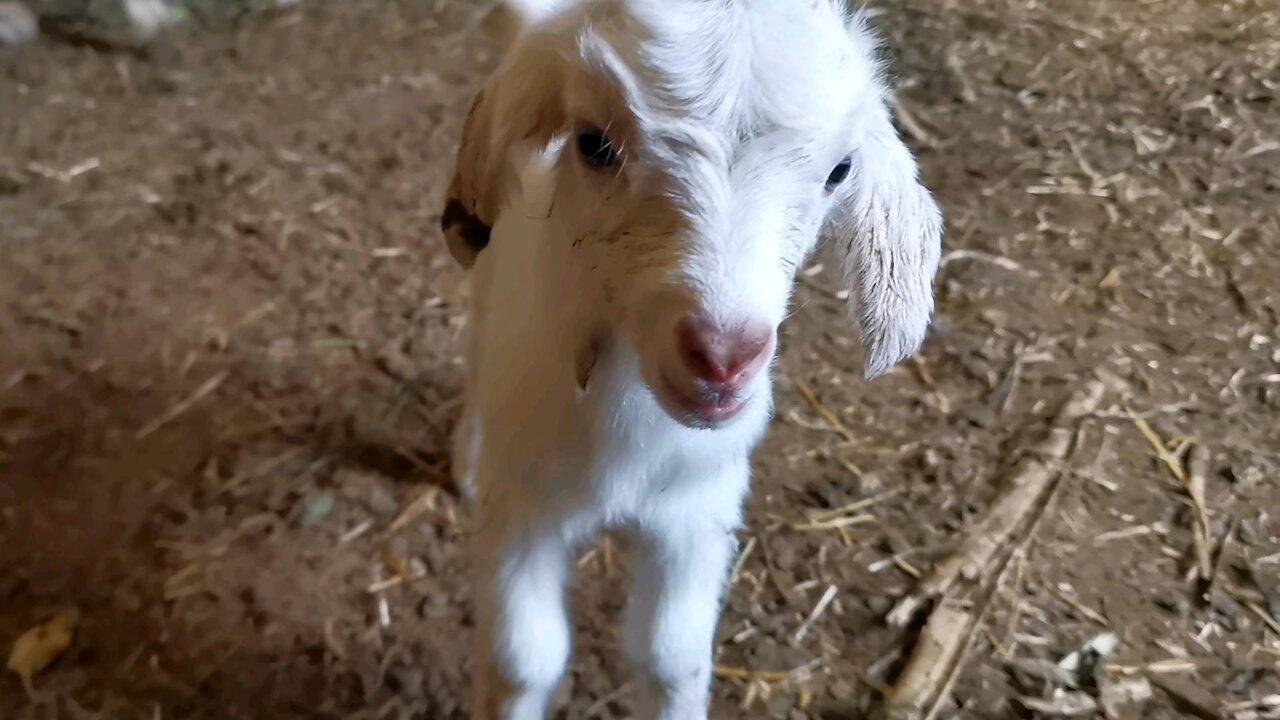 My goat who just had a baby