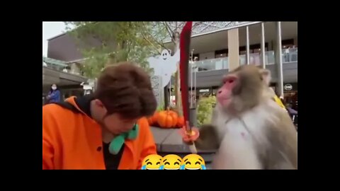 don't play with monkey #monkey #fyp #tiktok