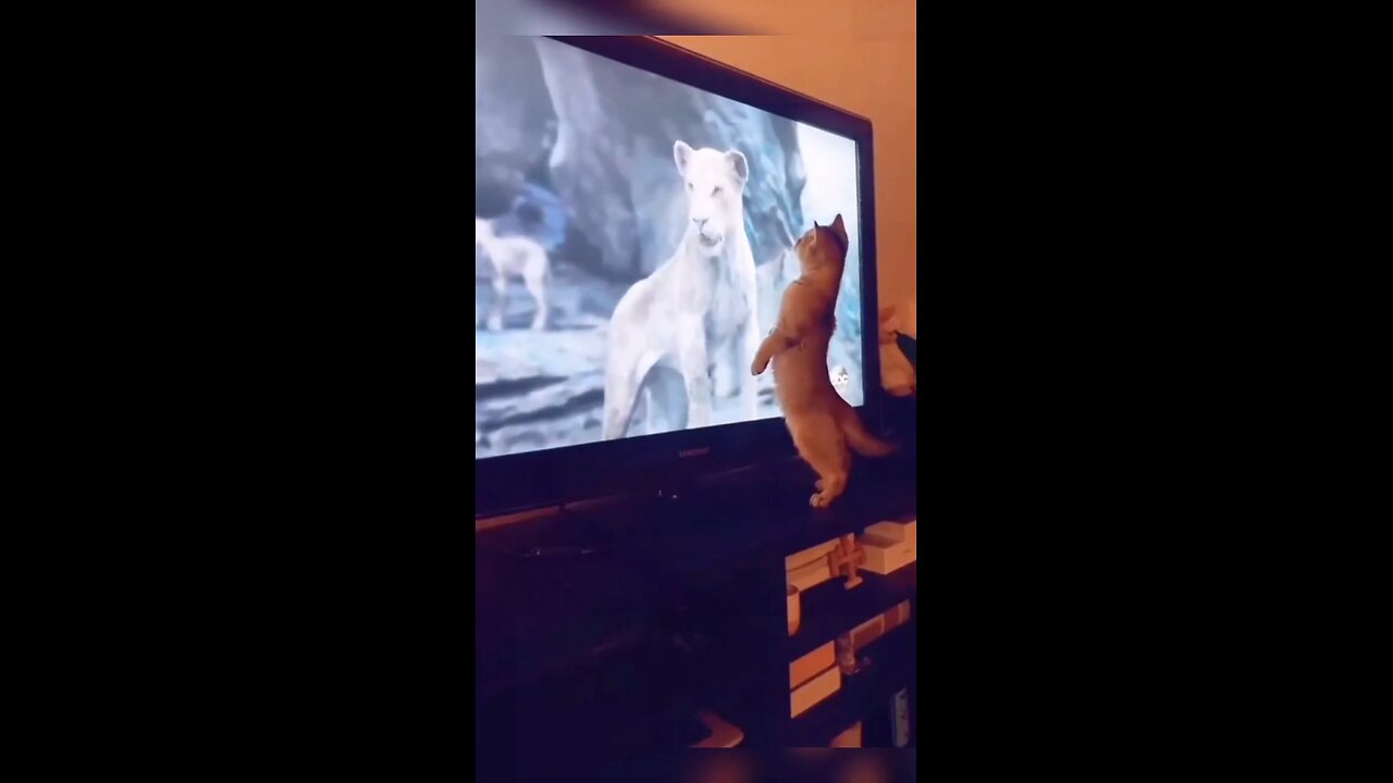 cat!!!