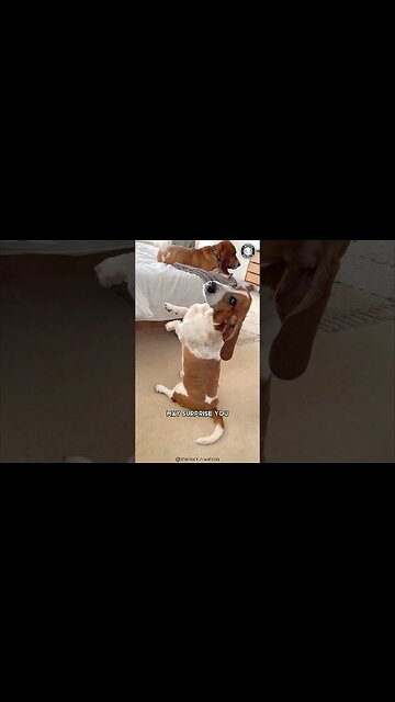 Basset Hound 🚨 The Truth Behind Their Health!