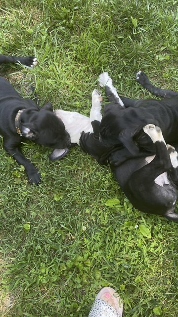 cute puppies playing!!!