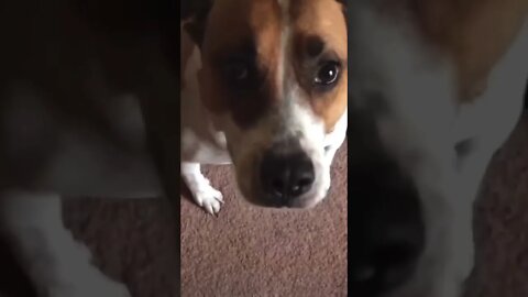 Dog Has A Breakdown!