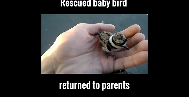 Rescued Trapped Baby Bird Returned To Parents