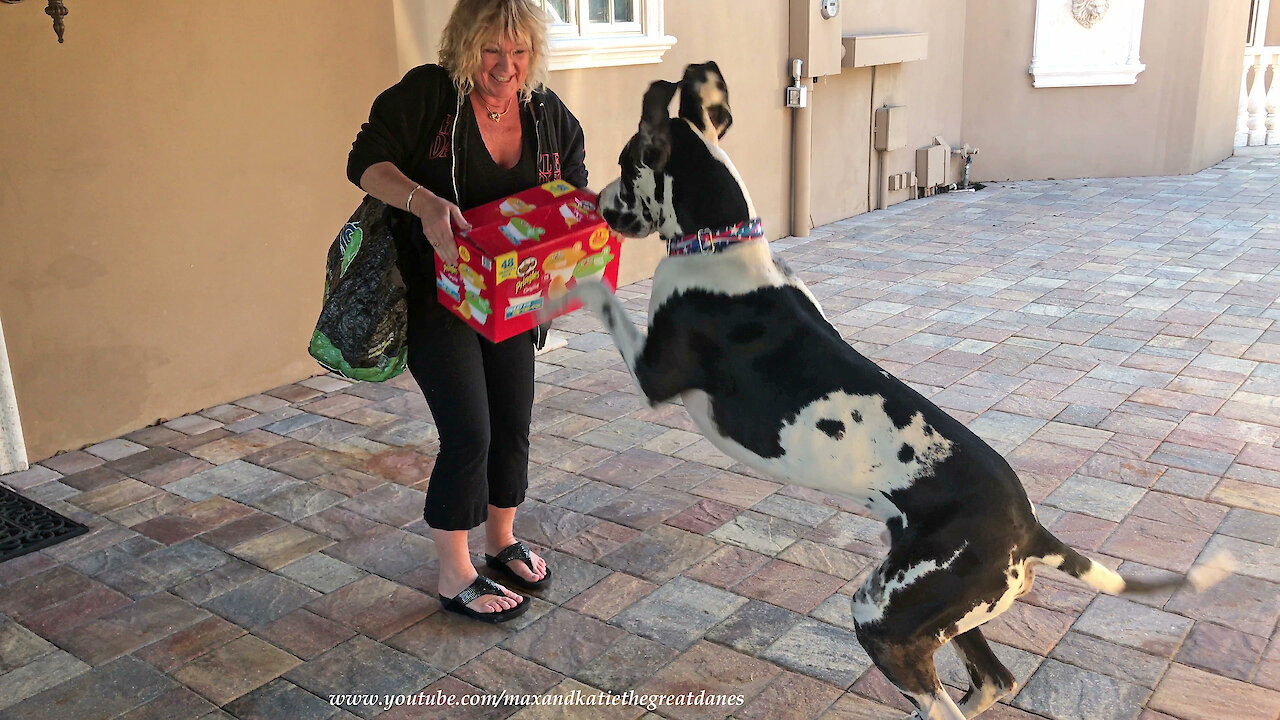 Great Dane has fun delivering groceries to the house