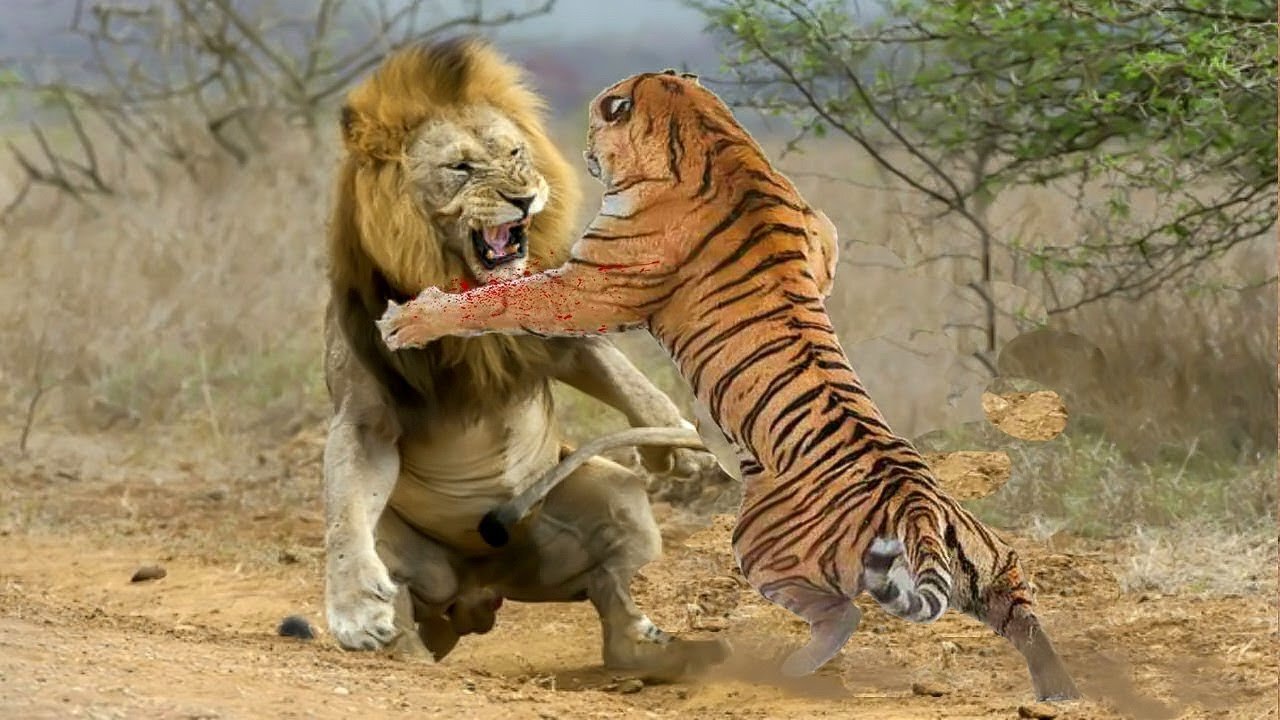 Lion VS Tiger - Tiger VS Lion - Aspin