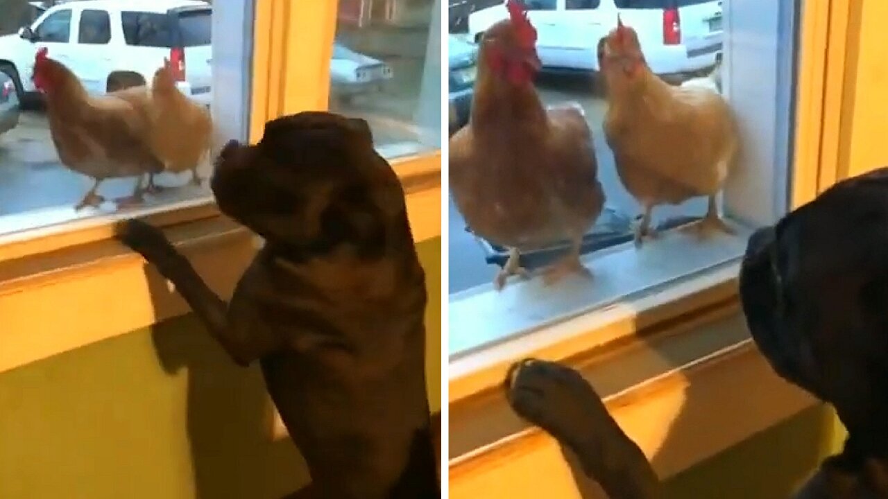 Dog staring at two chickens while trying to catch them