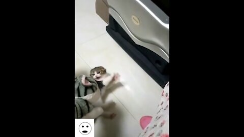 CUTE KITTY GETS SCARED WITH TOY!!! (SUPER FUNNY)