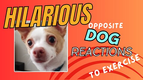 LAUGH at these Hilarious Dog Reactions!