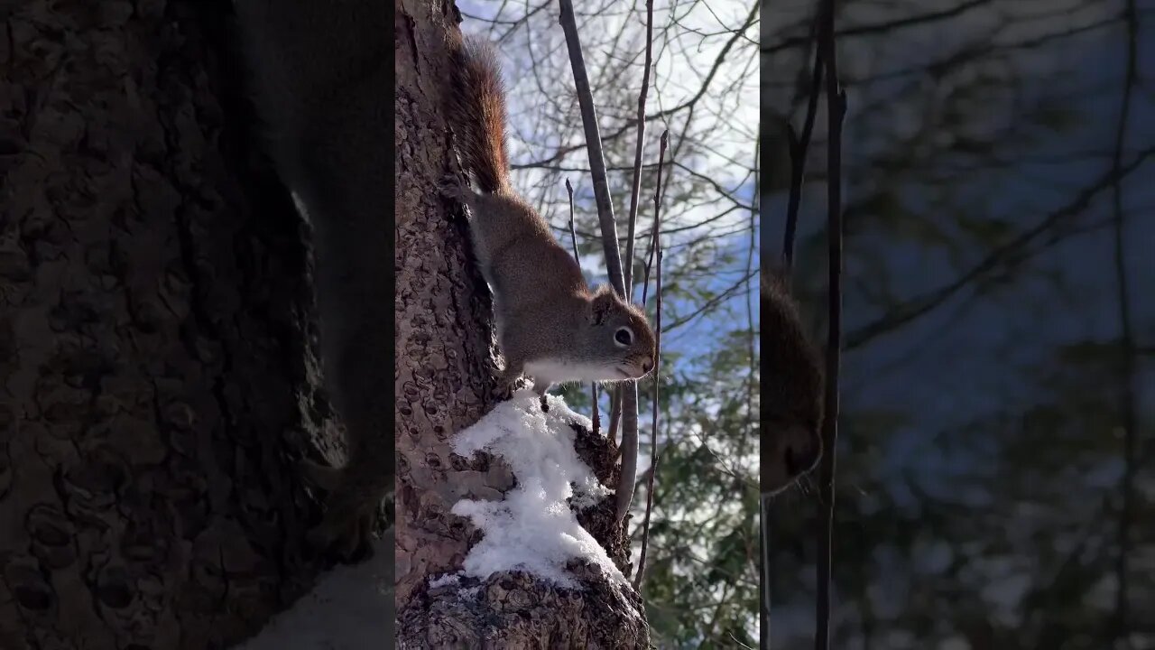 Squirrels are Cute Up Close 🐿️