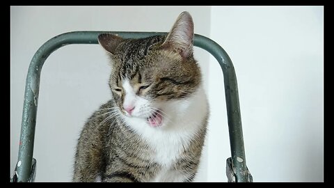 Cat Photography