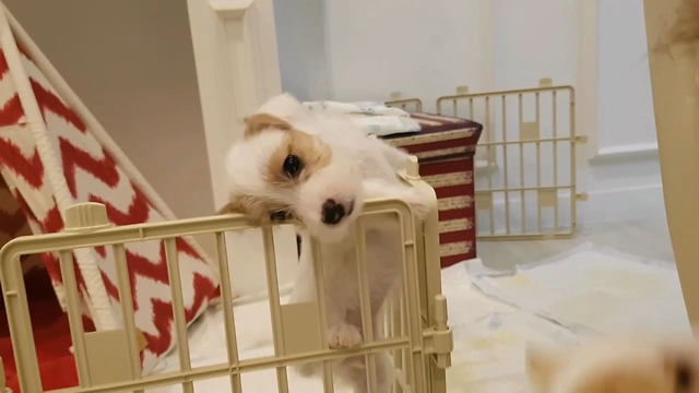 Adorable Jack Russell Puppy Makes An Epic Escape From Enclosure