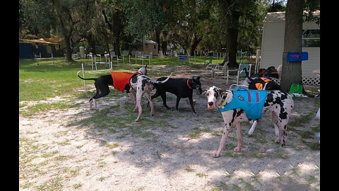 Five Great Danes Enjoy Their Meet & Great Sniffs At Scooby Swim School