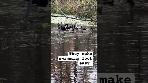 Look how much our ducks LOVE being on the pond #ducks #animals #homestead