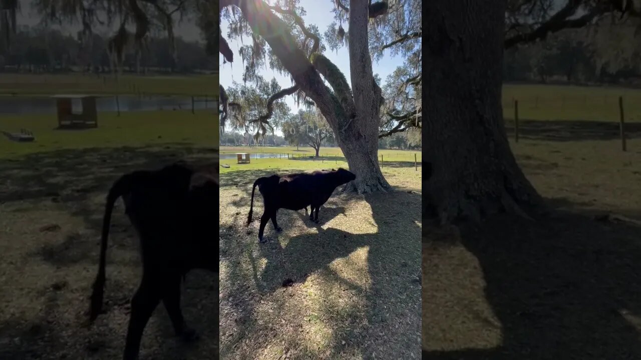 Complaining cow! #cow #cowvideos #cattle #cattlefarm #shorts