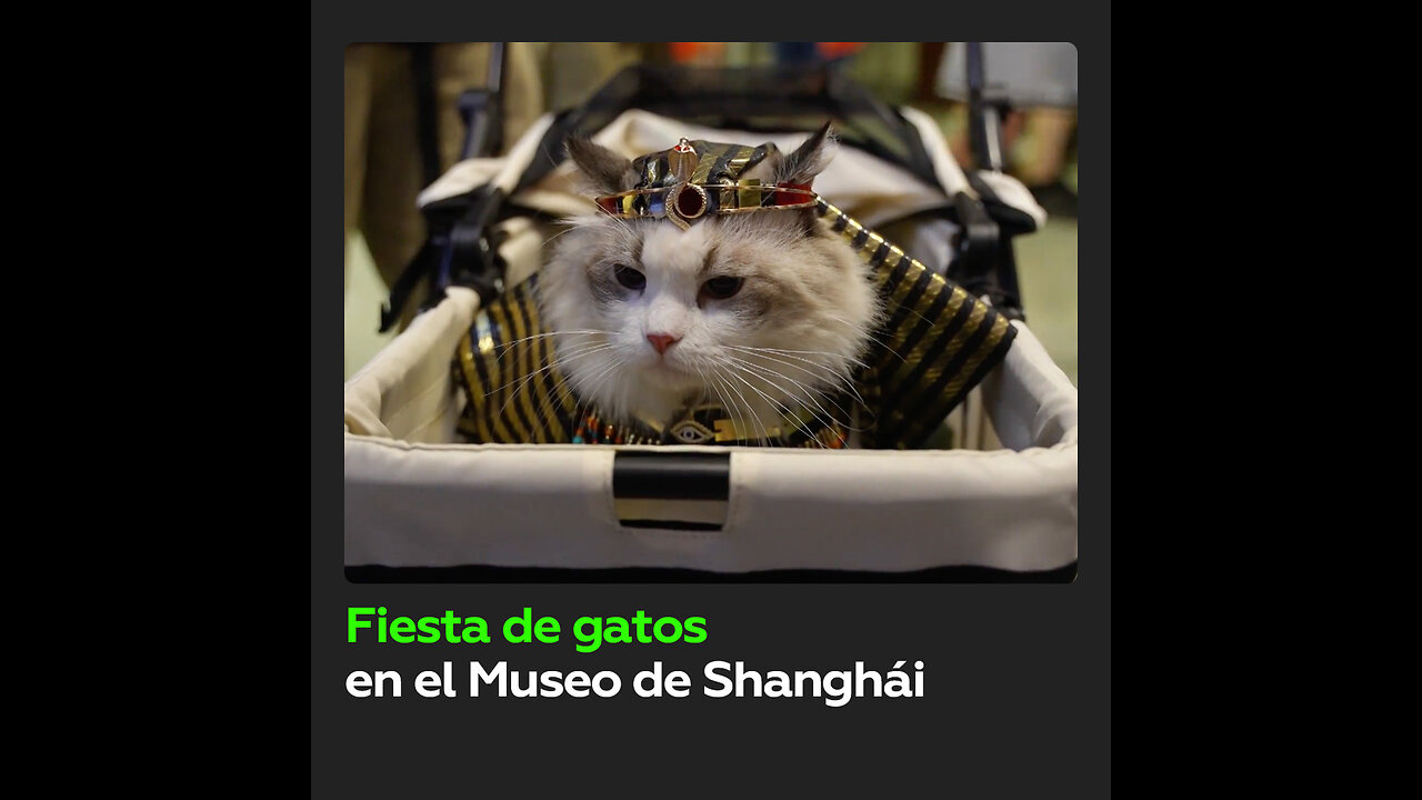 Cientos de gatos asisten a fiesta especial en el Museo de Shanghái