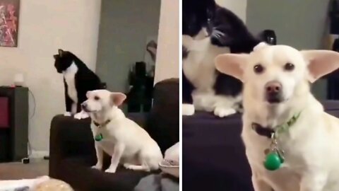 Shocked kitty can't believe there's a doggy watching Tv