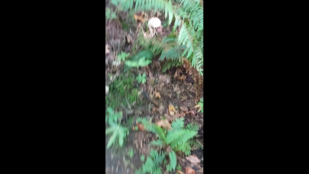 Mr Peak (Pinnacle Peak) Enumclaw WA
