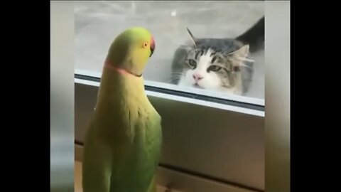 Funny Animals Part 2