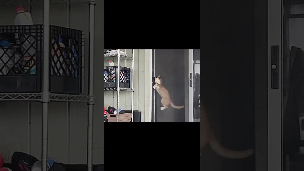 🐾 Hilarious Kitty Escape: Cat vs. Screen Door Adventure 😹