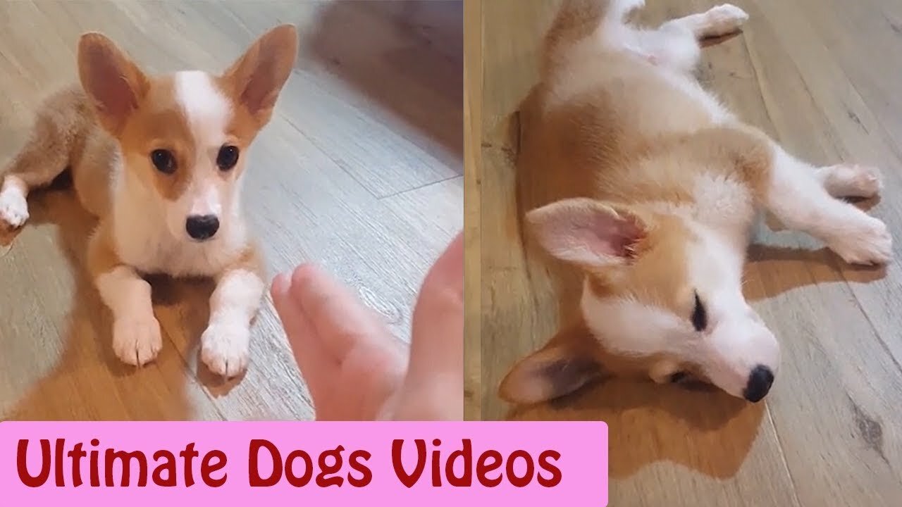 1 HOUR of Dogs Video || Ultimate Dogs Video