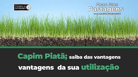 Capim Piatã; saiba das vantagens da sua utilização em Foco nas Pastagens