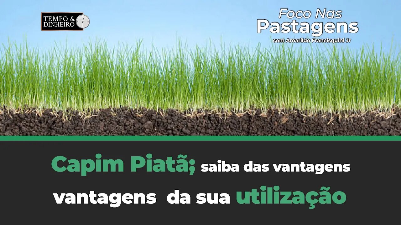 Capim Piatã; saiba das vantagens da sua utilização em Foco nas Pastagens