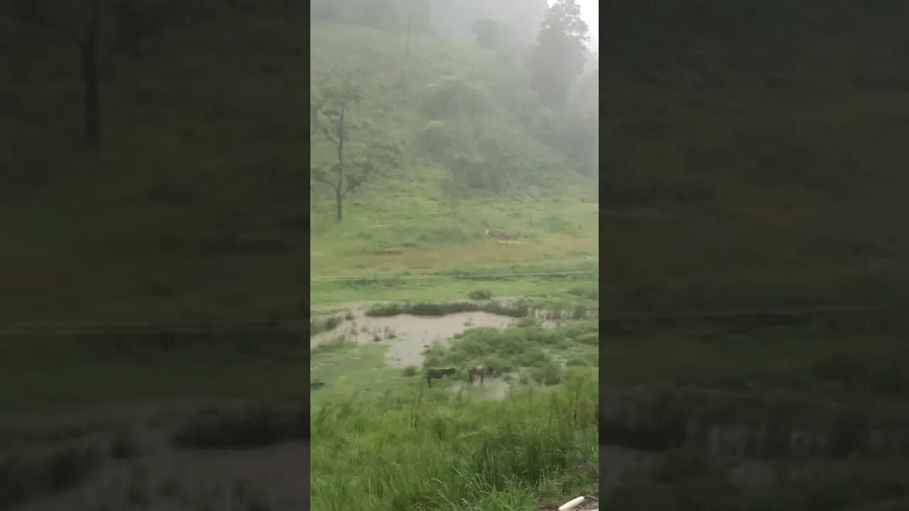 Past flood - Old horses stand in the rain. They can reach high ground and shelter. 22 Feb 2022