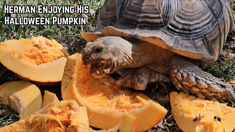 Herman Enjoying His Halloween Pumpkin 🎃