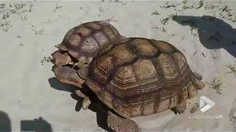 Tortoises going round in circles