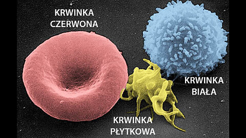 Ogromne zmiany w nieszprycowanej krwi od lutego 2024.10.20 grypa666.net