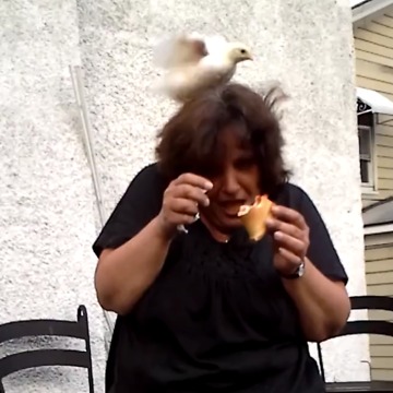 Why Did The Chicken Cross The Road?