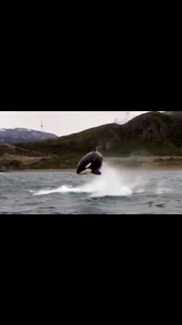 Up-close encounter with Killer Whales caught on camera