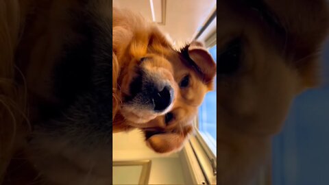 Dog reacting to the sound #ytshorts #shortsfeed #shortsvideo #ytshorts #dog #doglover