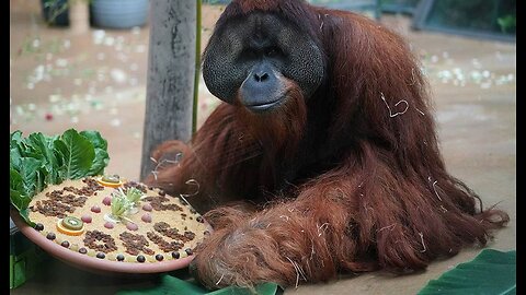 Meanwhile, Orangutan Bolts Zoo Enclosure by Swinging in 'Cartwheel-Like Motion' in Ingenious Escape