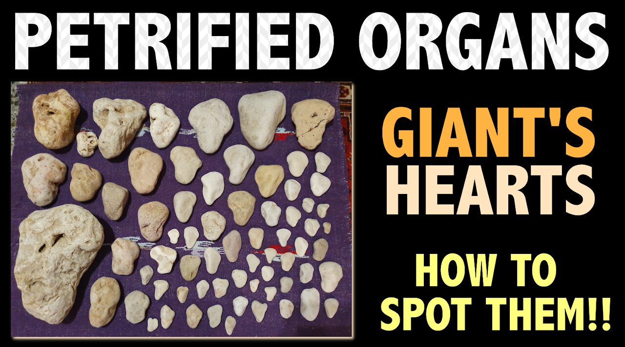 PETRIFIED ORGANS - GIANT'S HEARTS - HOW TO SPOT THEM!!