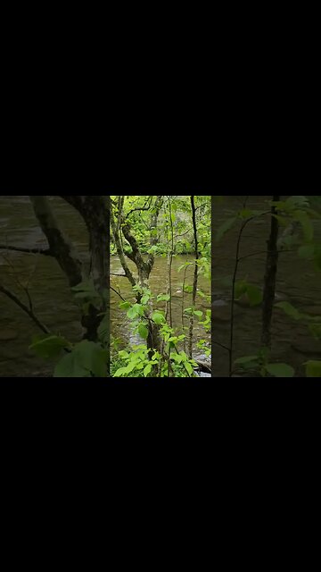 Sitting by the River #shorts #smokymountains #water #stream #river #peace #Gatlinburg #picnic #love