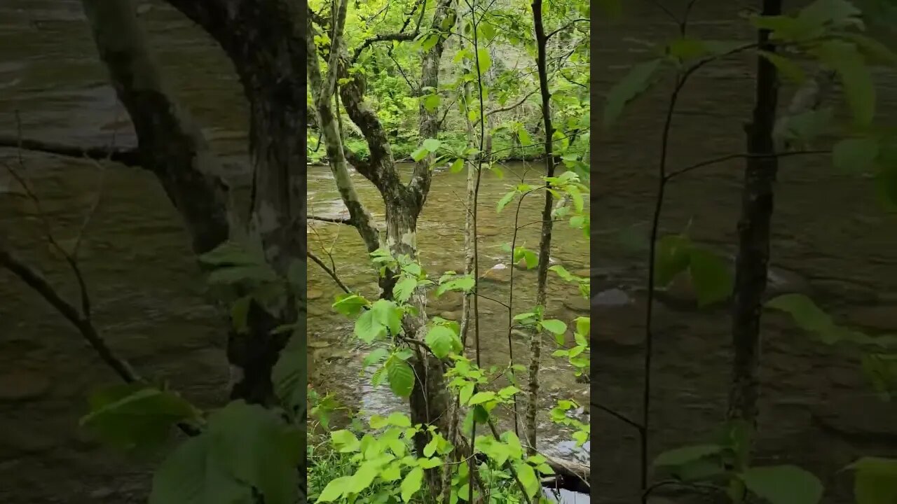 Sitting by the River #shorts #smokymountains #water #stream #river #peace #Gatlinburg #picnic #love